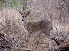 Common Duiker