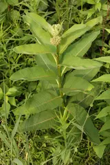 Milkweed