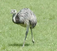 Rhea americana (American Rhea)
