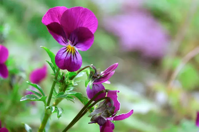Common Violet