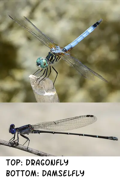 CompareDragonDamsel
