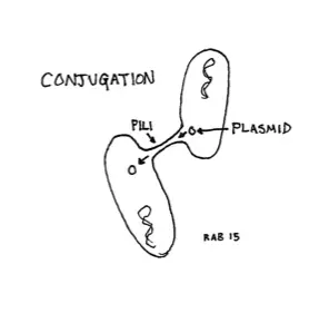 ConjugationSketch