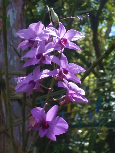 Cooktown Orchid