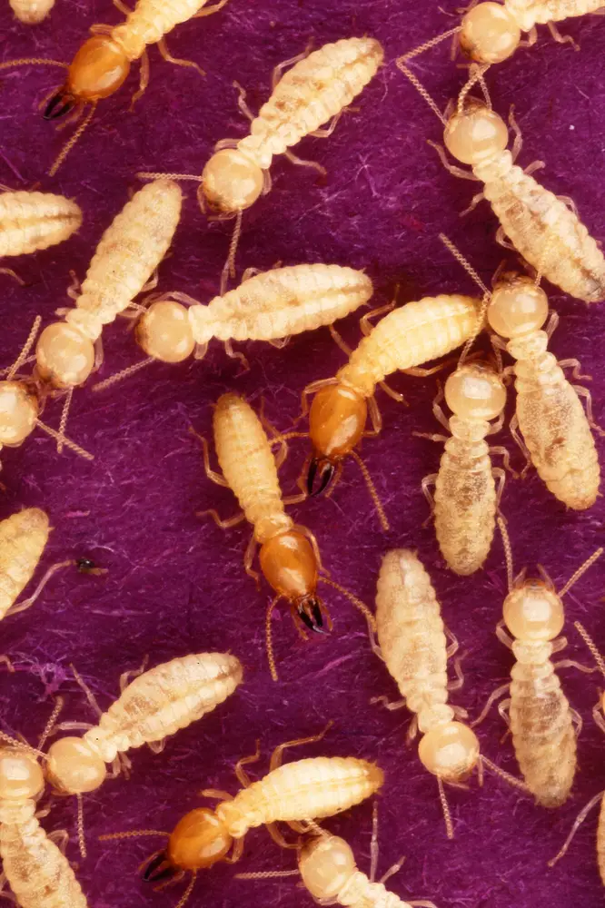 Isoptera