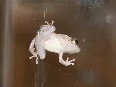 Dwarf coquí (Eleutherodactylus unicolor)