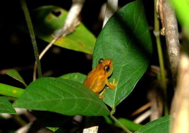 CoquiLlanero