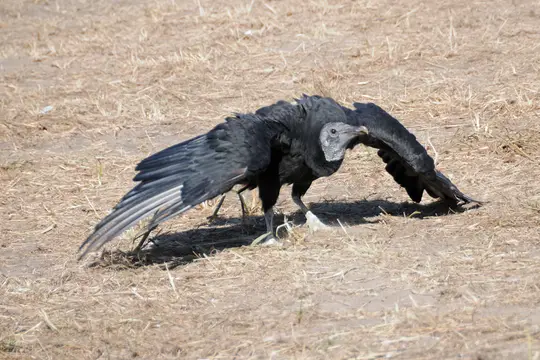 Black Vulture (Coragyps atratus)