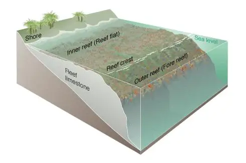 Coral reef diagram