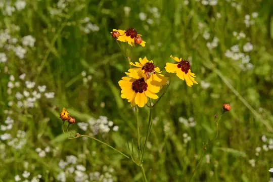 Coreopsis (Coreopsis sp.) - Asteraceae family
