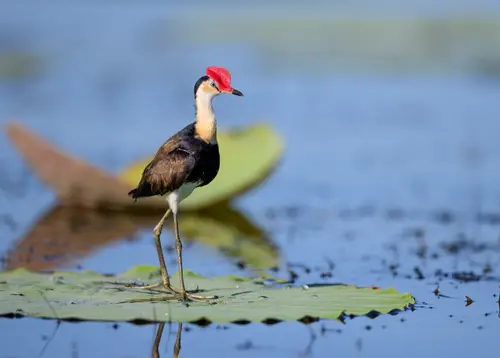 Corroboree Jacana