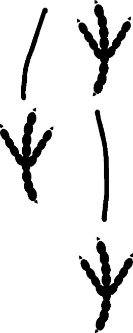 Corvus tracks