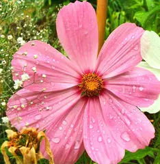 Cosmos
