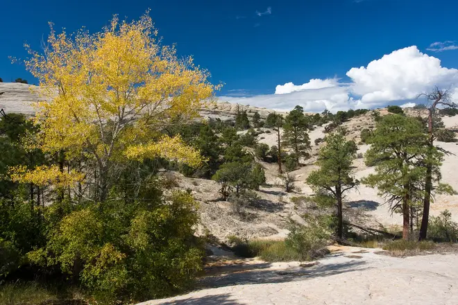 Cottonwood (3684618445)