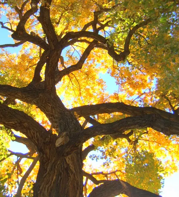 CottonwoodFall