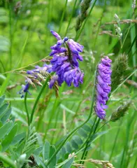 Tufted Vetch