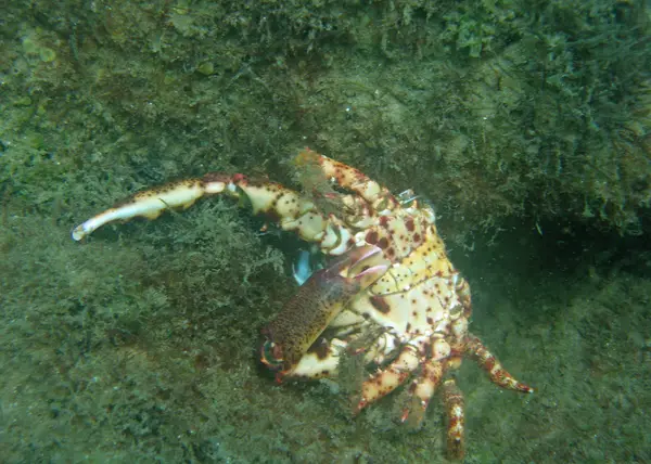 Crab 3396 W