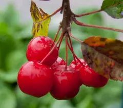 Crab apples