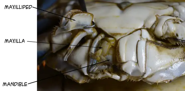 CrabMouth 0664 W