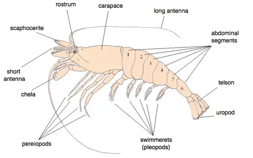 Crangon crangon