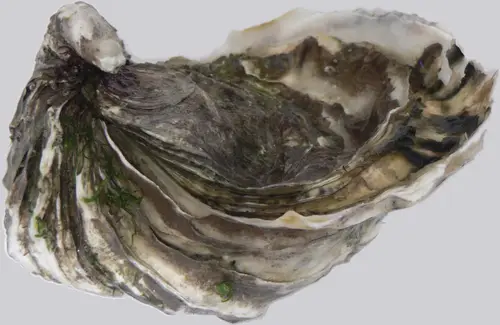 Crassostrea gigas (Pacific Oyster)