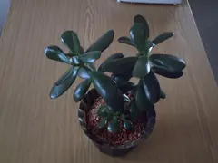 Crassula ovata (Jade Plant)