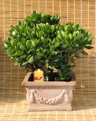 Crassula ovata (Jade plant)