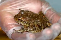 Craugastor punctariolus