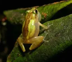 Cricket coquí (Eleutherodactylus gryllus)