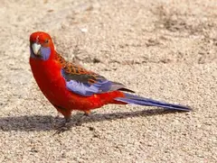 Crimson Rosella Platycercus elegans