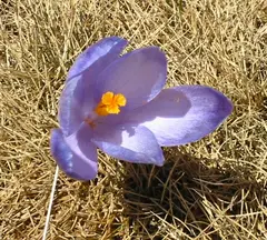 Crocus