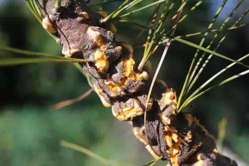 Cronartium ribicola on Pinus strobus abrimaal2013