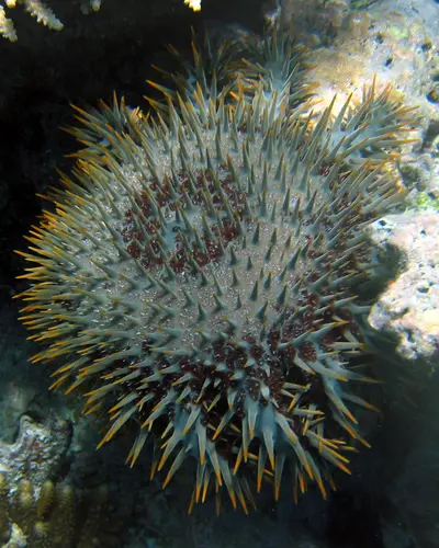 Crown of Thorns Starfish