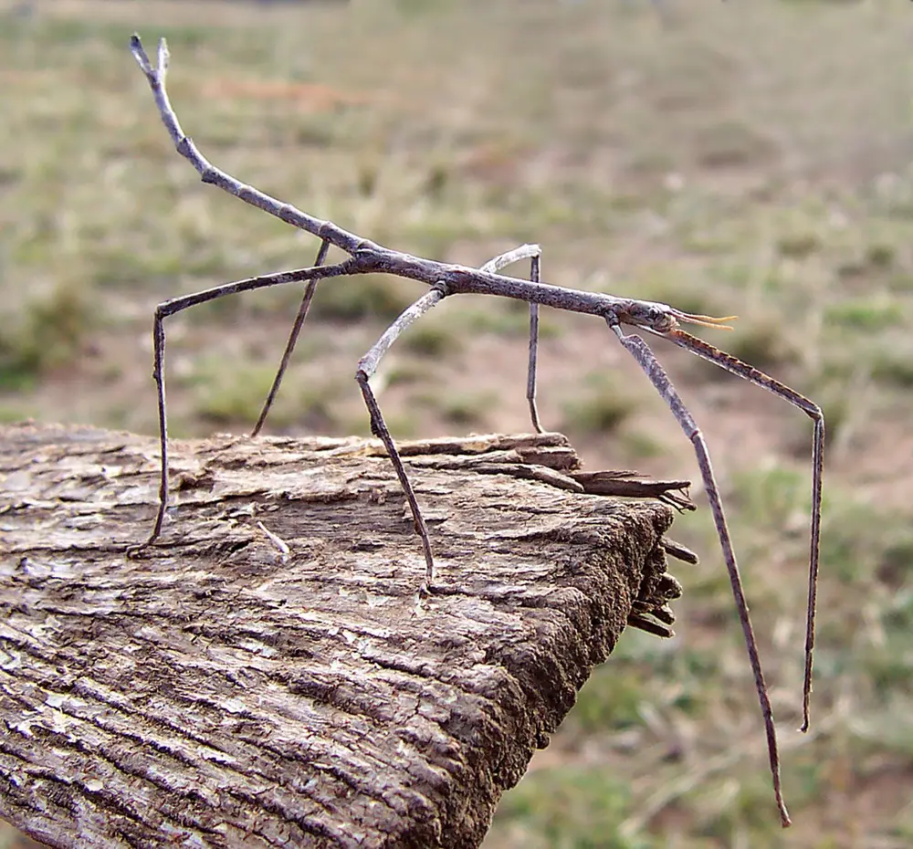 Phasmatodea