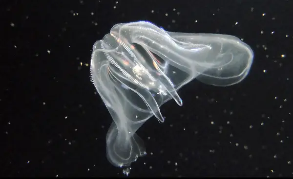 Ctenophore still
