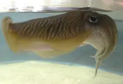 Cuttlefish