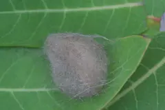 Cycnia tenera, (dogbane tussock moth)