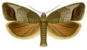 Cydia pomonella (Falter)