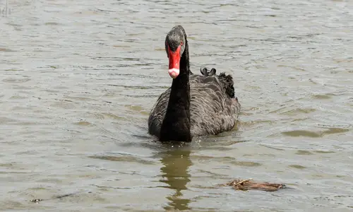 Cygnus atratus 3591