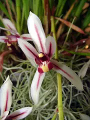 Boat orchids