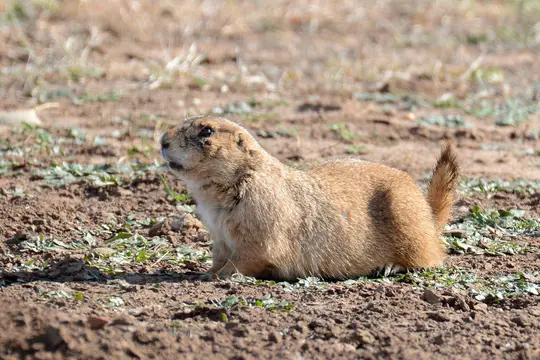 Black-Tailed Prairie Dog (Cynomys ludovicianus)