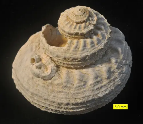 A fossilized tube-dwelling serpulid worm attached to the shell of a gastropod.