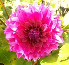 Dahlia