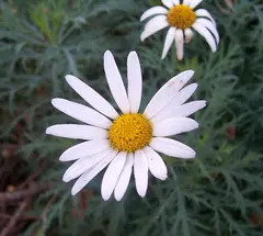 Daisy