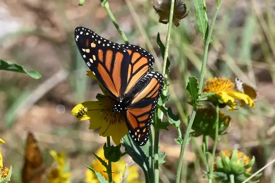 Monarch Butterfly (Danaus plexippus)