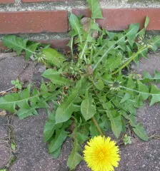 Dandilion plant