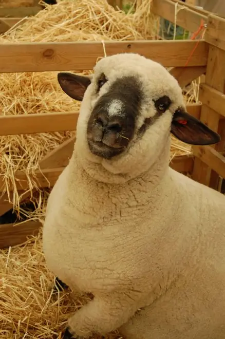 Dark-faced Norfolk sheep