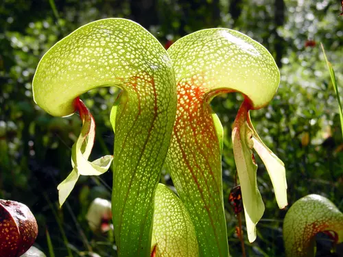 Darlingtonia californica (Cobra lily)