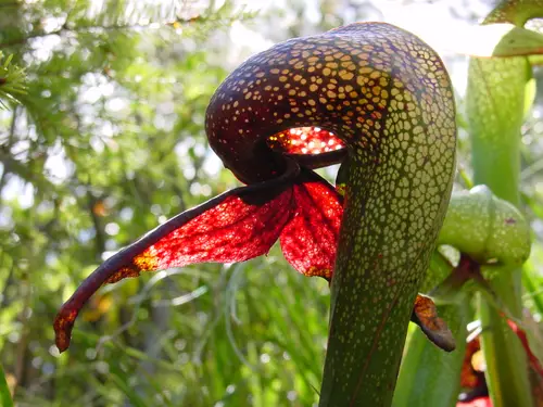 Darlingtonia californica (Cobra lily)
