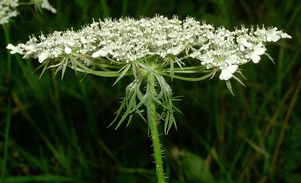 Daucus carota inflorescence kz