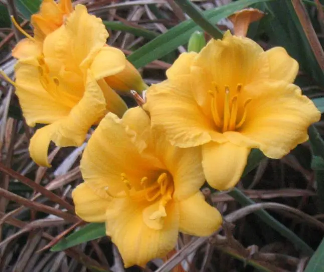 Daylily - Stella de Oro